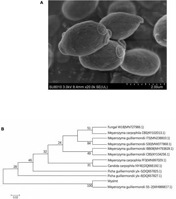 RNA-sequencing analysis of the Diquat-degrading yeast strain Meyerozyma guilliermondii Wyslmt and the discovery of Diquat degrading genes